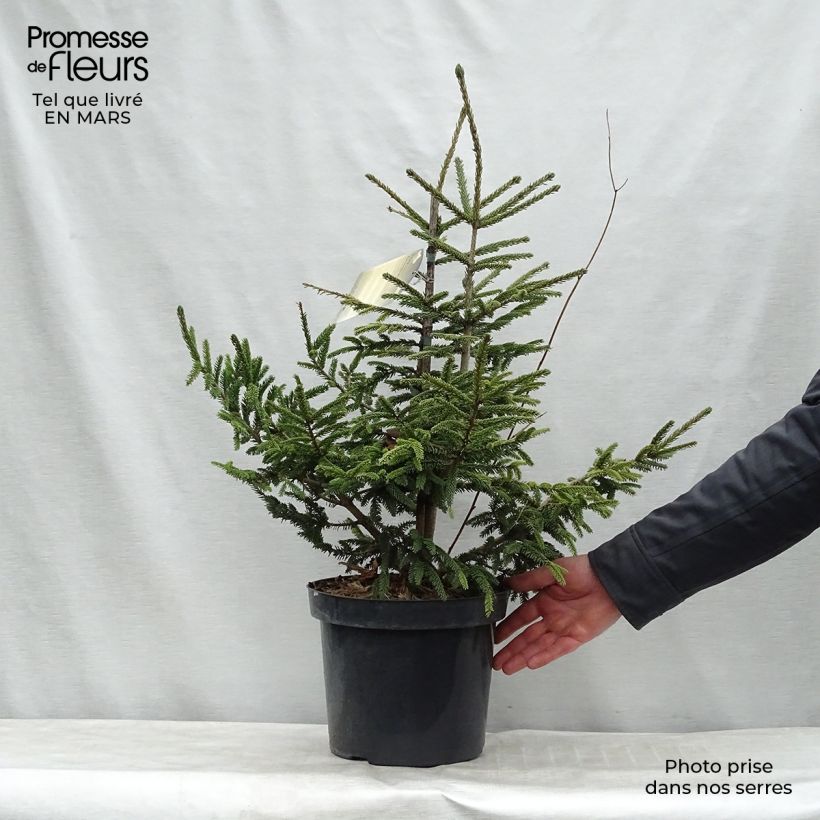 Picea orientalis Aureospicata - Sapinette d'Orient Pot de 7,5L sample as delivered in winter