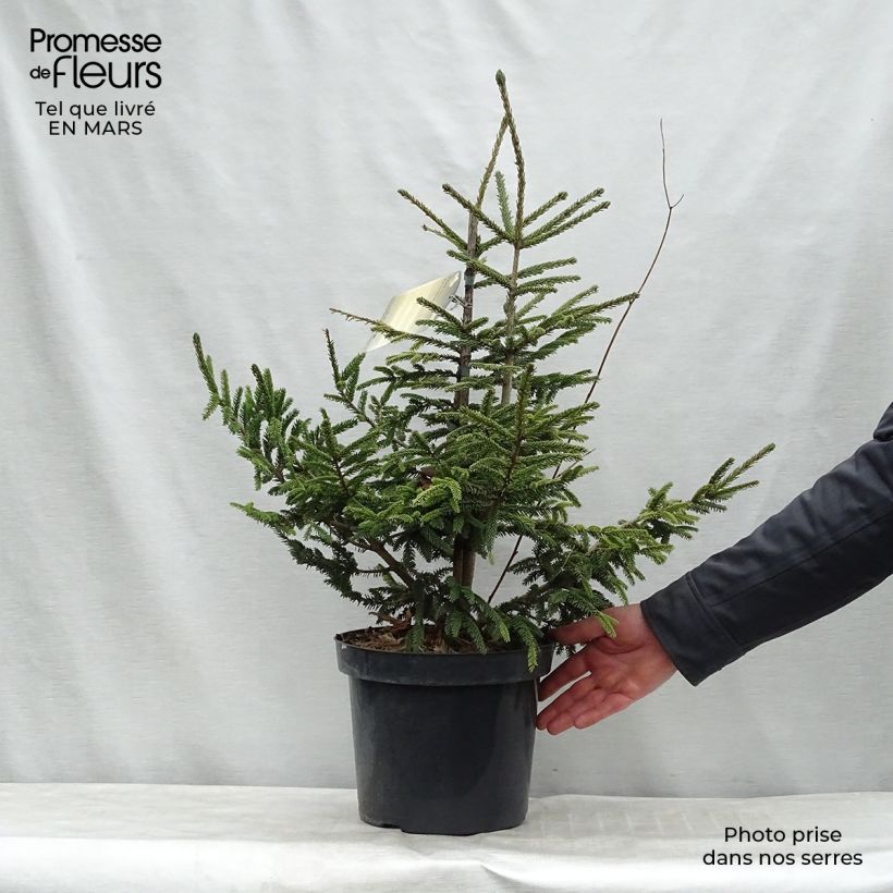 Picea orientalis Aureospicata - Caucasian Spruce sample as delivered in spring