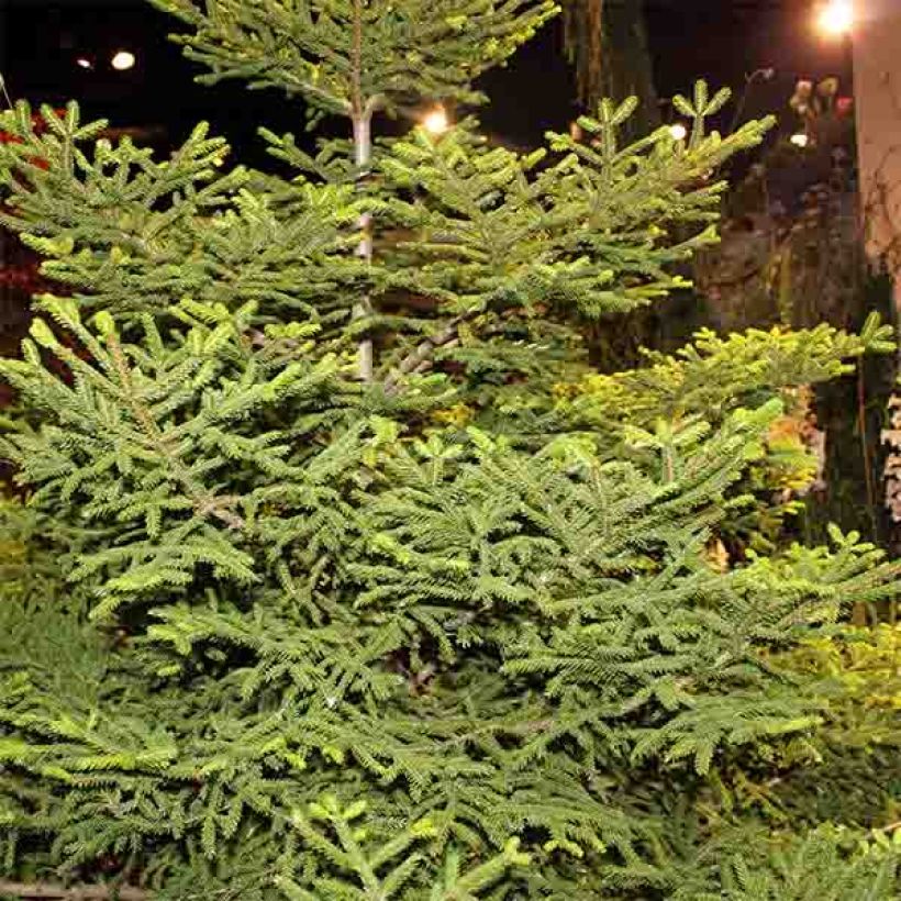 Picea orientalis Gracilis - Caucasian Spruce (Plant habit)