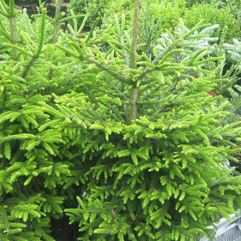 Picea orientalis Kenwith - Caucasian Spruce (Plant habit)
