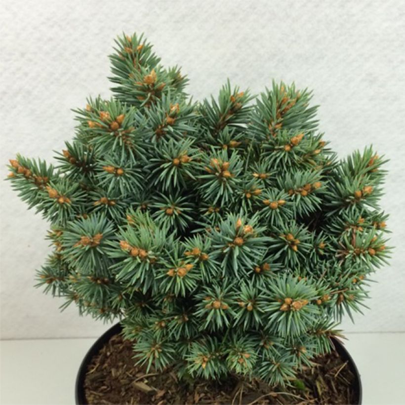 Picea pungens Brynek - Blue Spruce (Plant habit)