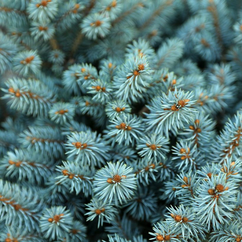 Picea pungens Tokarz - Blue spruce (Foliage)