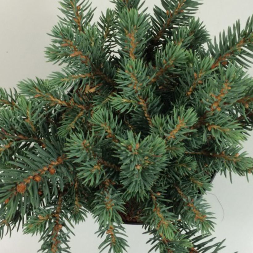 Picea pungens Sonia - Blue Spruce (Foliage)