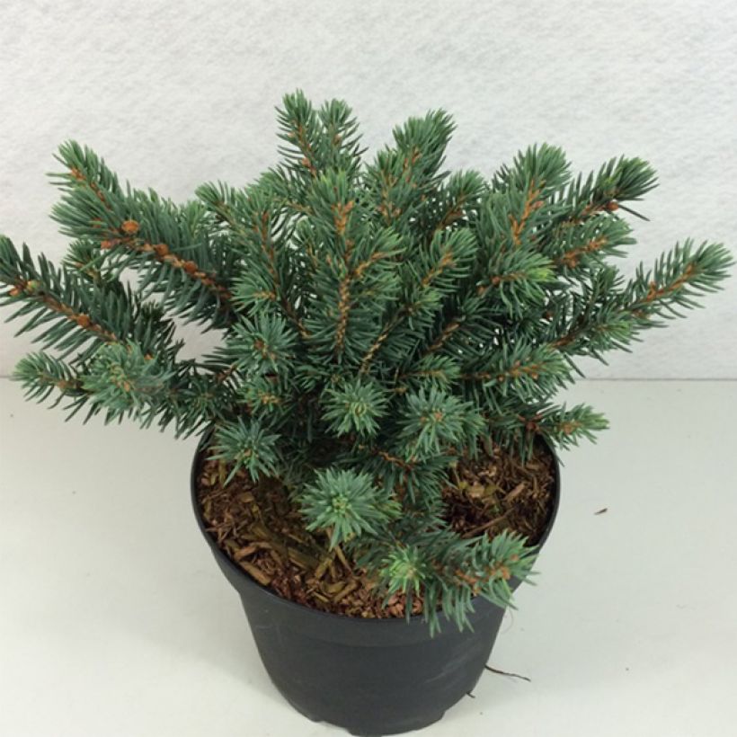 Picea pungens Sonia - Blue Spruce (Plant habit)