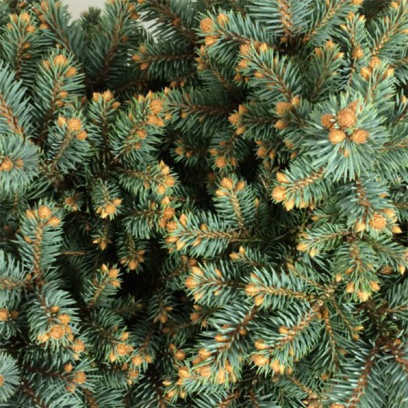 Picea pungens Thuem - Blue Spruce (Foliage)