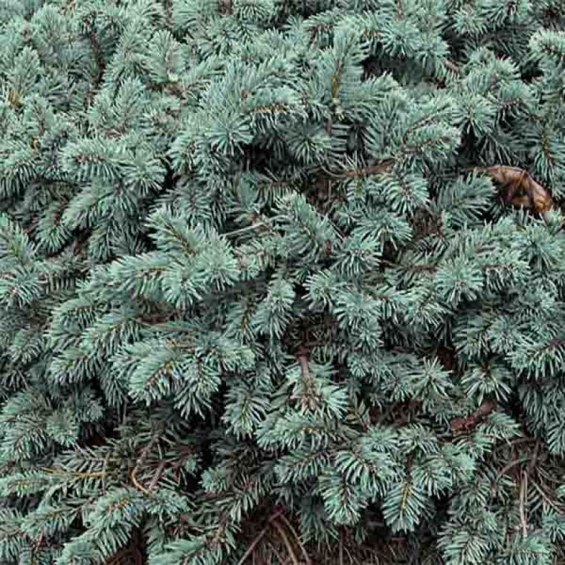 Picea pungens Waldbrunn - Blue Spruce (Foliage)