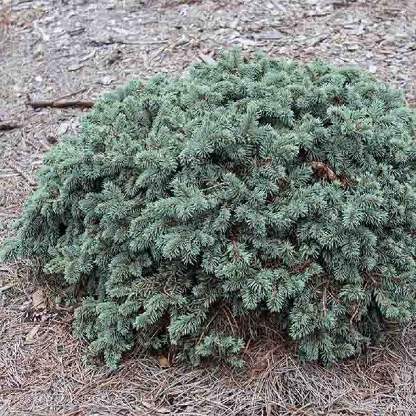 Picea pungens Waldbrunn - Blue Spruce (Plant habit)