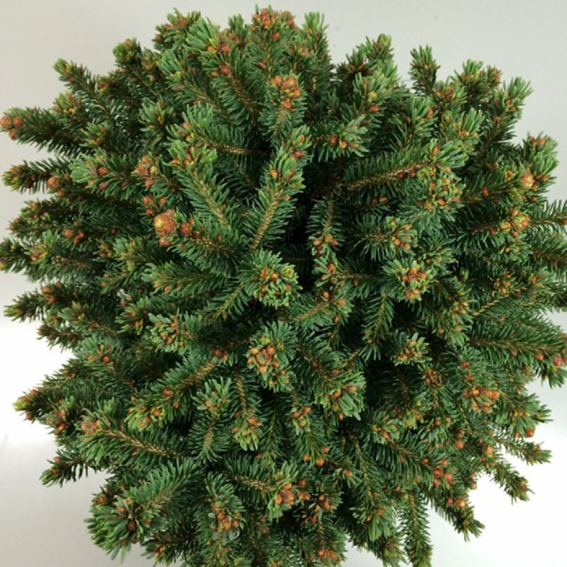Picea rubens Grandfather Mountain - Red Spruce (Foliage)