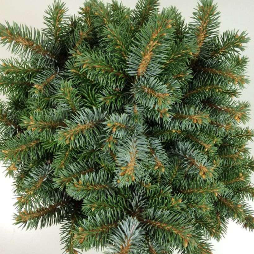 Picea sitchensis Rom - Sitka Spruce (Foliage)