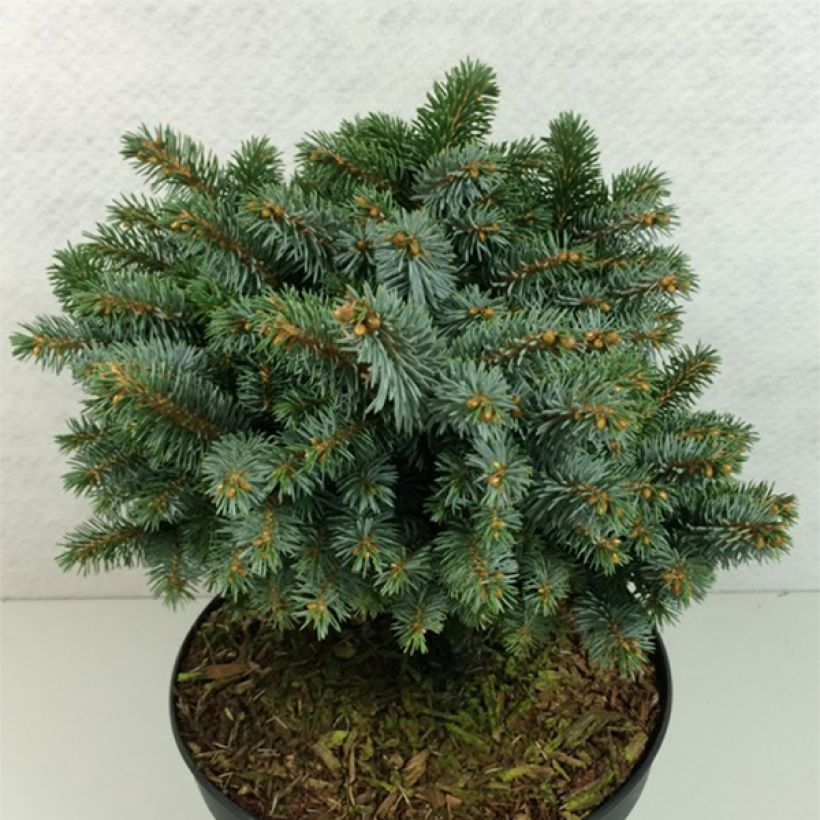 Picea sitchensis Rom - Sitka Spruce (Plant habit)