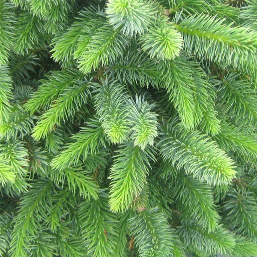 Picea sitchensis Sugarloaf - Sitka Spruce (Foliage)