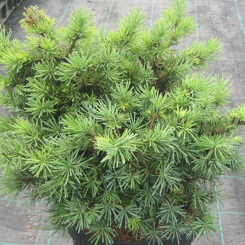Picea sitchensis Sugarloaf - Sitka Spruce (Plant habit)