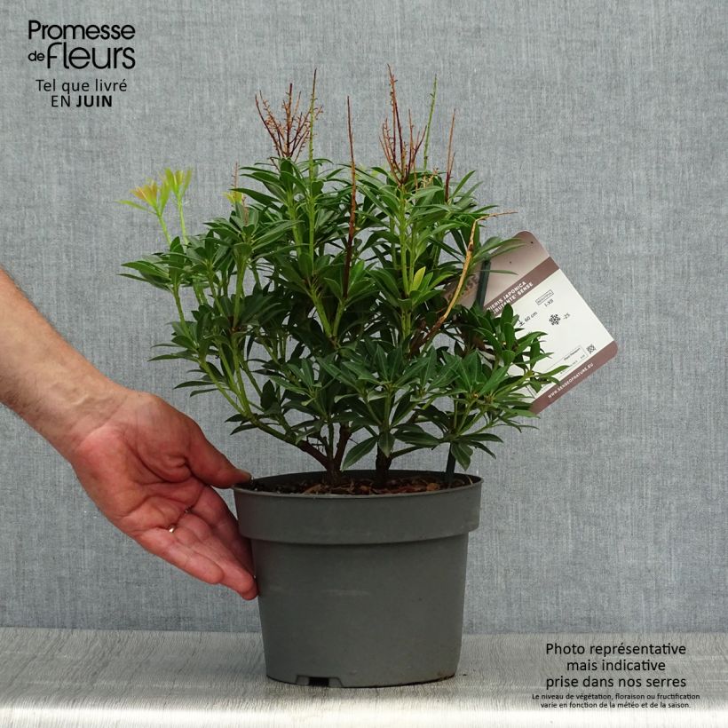 Pieris japonica Debutante - Japanese Andromeda 2L/3L pot sample as delivered in summer