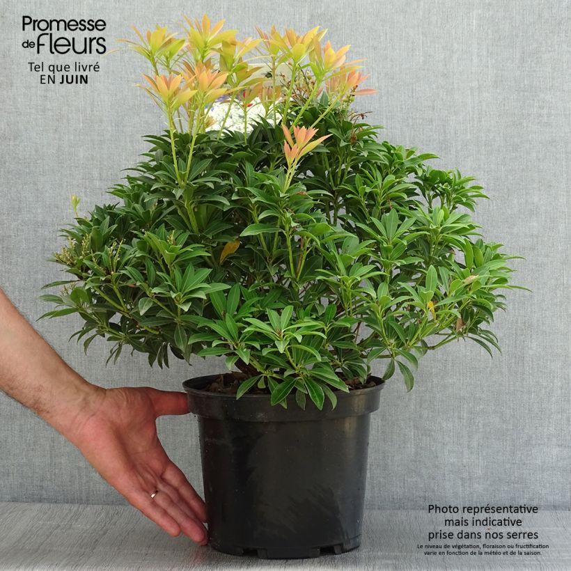 Pieris japonica Debutante - Japanese Andromeda 4L/5L pot sample as delivered in summer