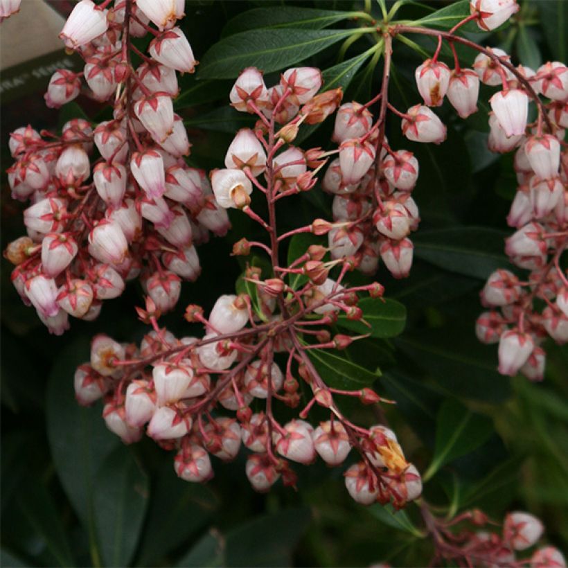 Pieris japonica Katsura - Japanese Andromeda (Flowering)