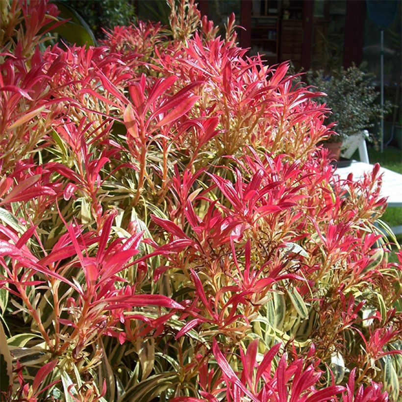 Pieris japonica Little Heath - Japanese Andromeda (Plant habit)