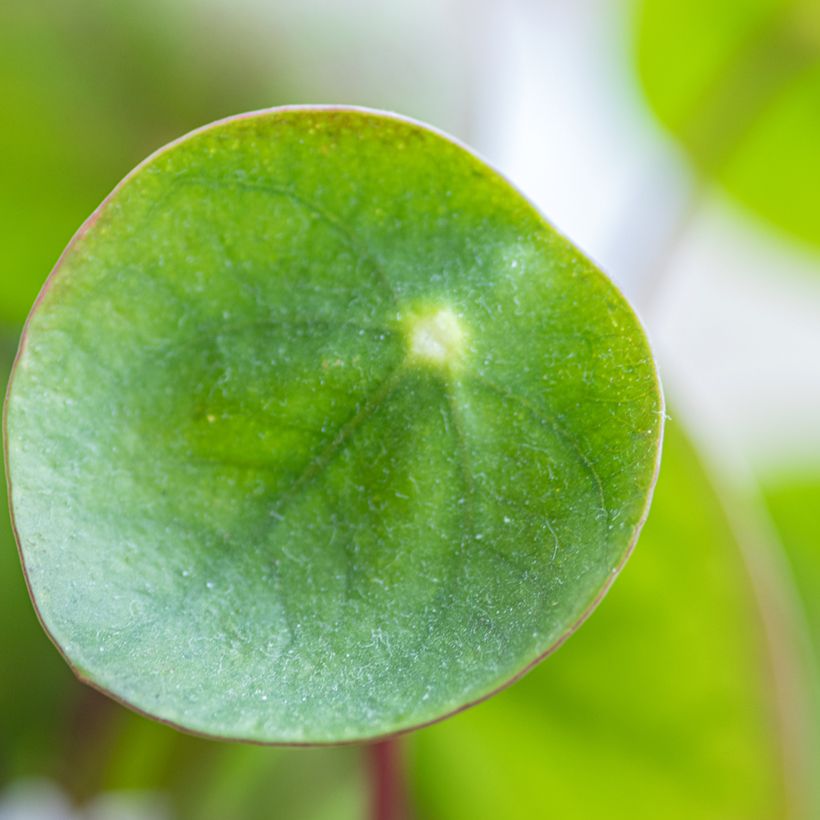 Chinese money plant - Pilea peperomioides (Foliage)
