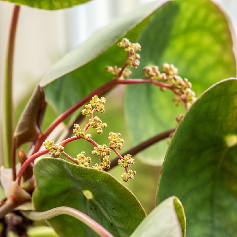 Chinese money plant - Pilea peperomioides (Flowering)