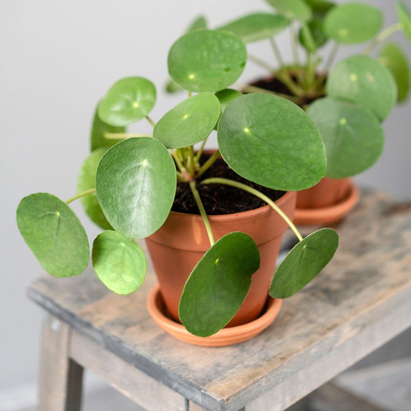 Chinese money plant - Pilea peperomioides (Plant habit)