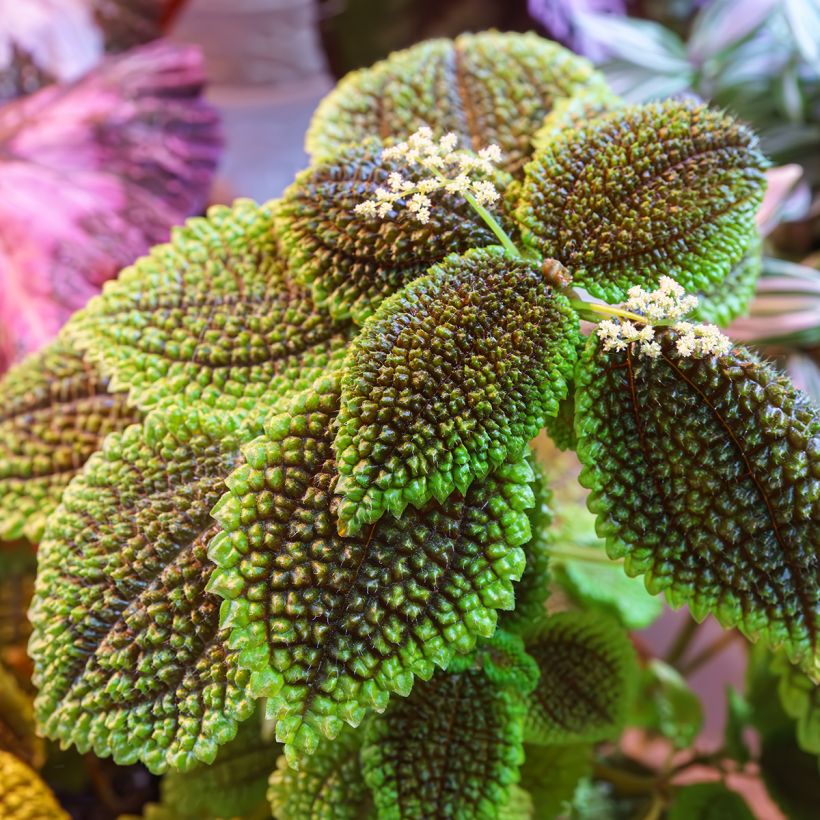 Pilea ovalis Moon Valley (Foliage)