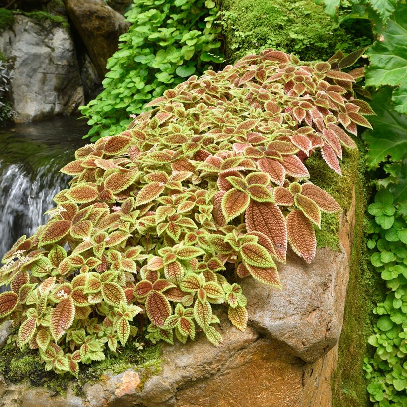 Pilea ovalis Moon Valley (Plant habit)