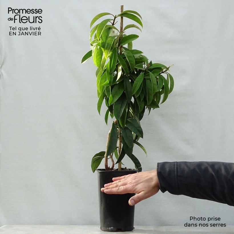 Pileostegia viburnoides Pot de 2L/3L sample as delivered in winter