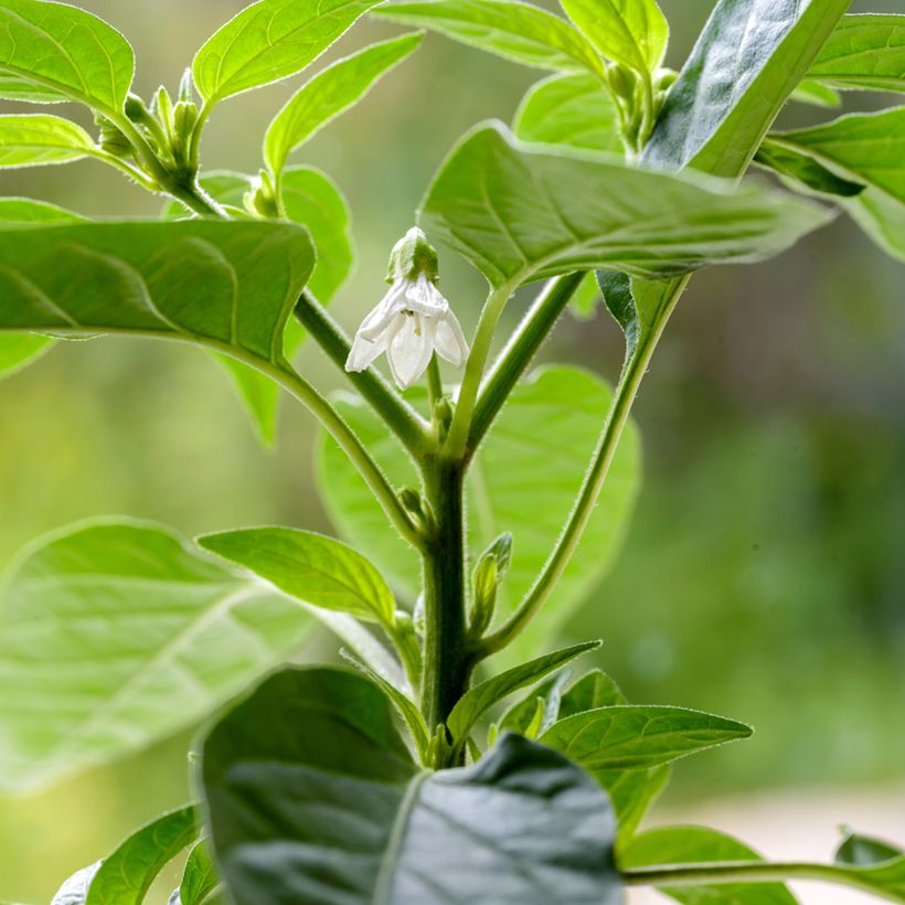 Chilli Pepper Krakatoa (Flowering)