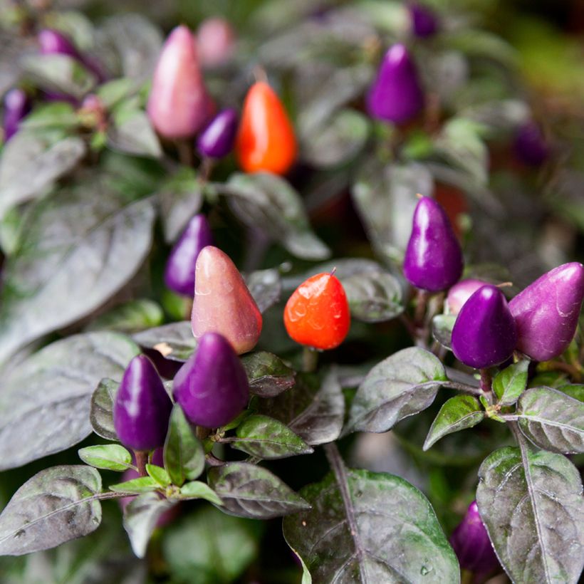 Pepper Numex Twilight - Capsicum annuum (Harvest)