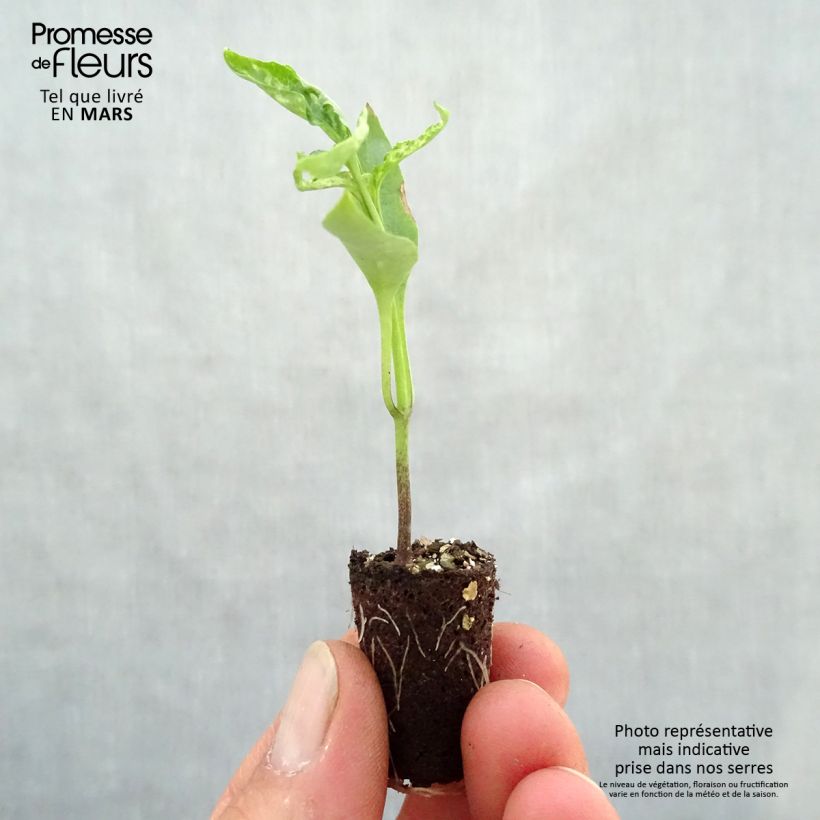 Cayenne Pepper plants - Capsicum frutescens sample as delivered in spring