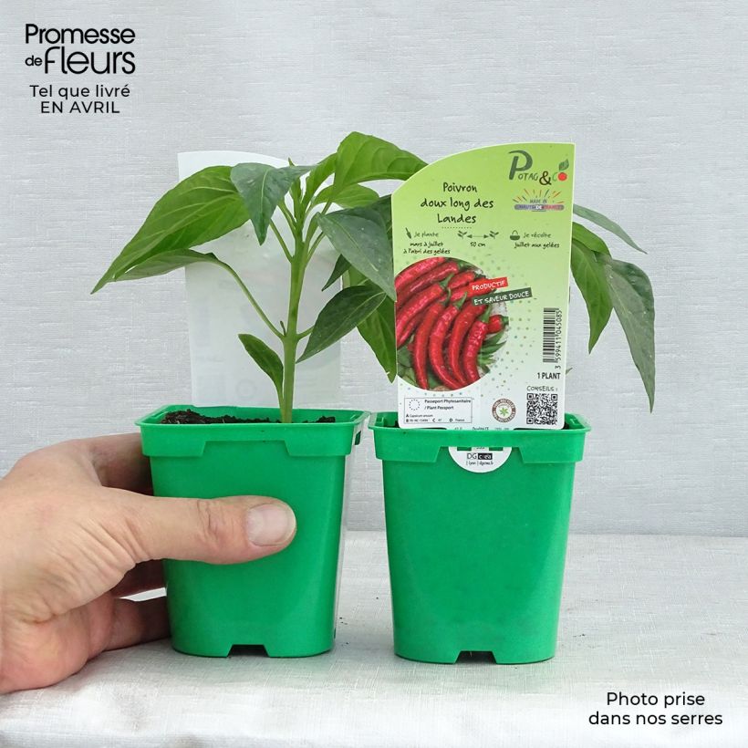 Sweet pepper Très Long des Landes plants - Capsicum annuum sample as delivered in spring