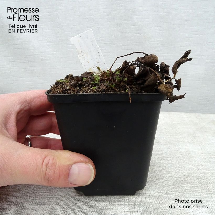 Pimpinella major Rosea - Grand boucage Godet de 8/9 cm sample as delivered in winter