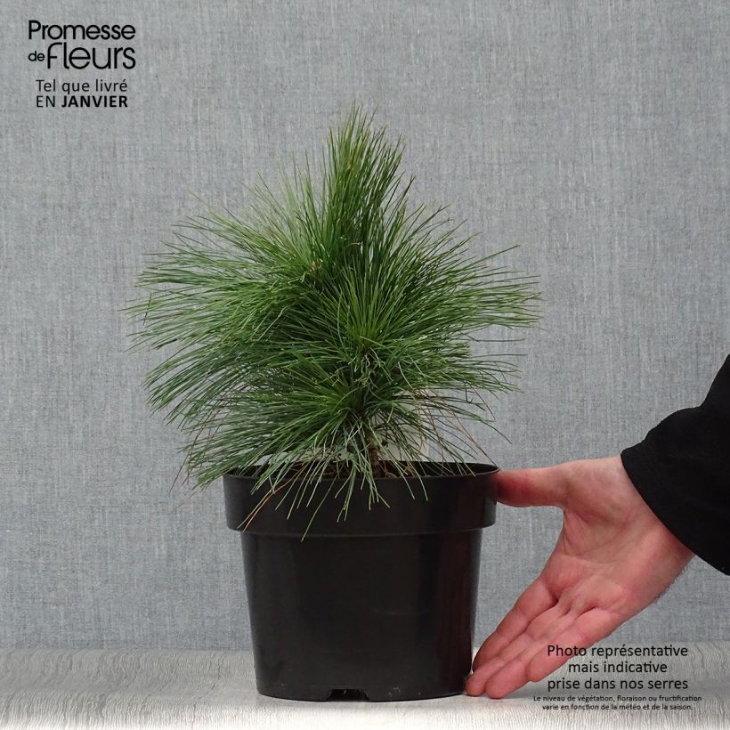 Pin - Pinus schwerinii Wiethorst en pot de 2l/3l sample as delivered in winter