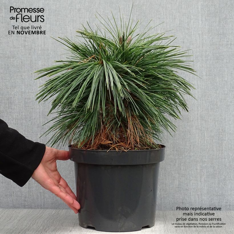 Pin - Pinus schwerinii Wiethorst en pot de 7,5l/10l sample as delivered in autumn