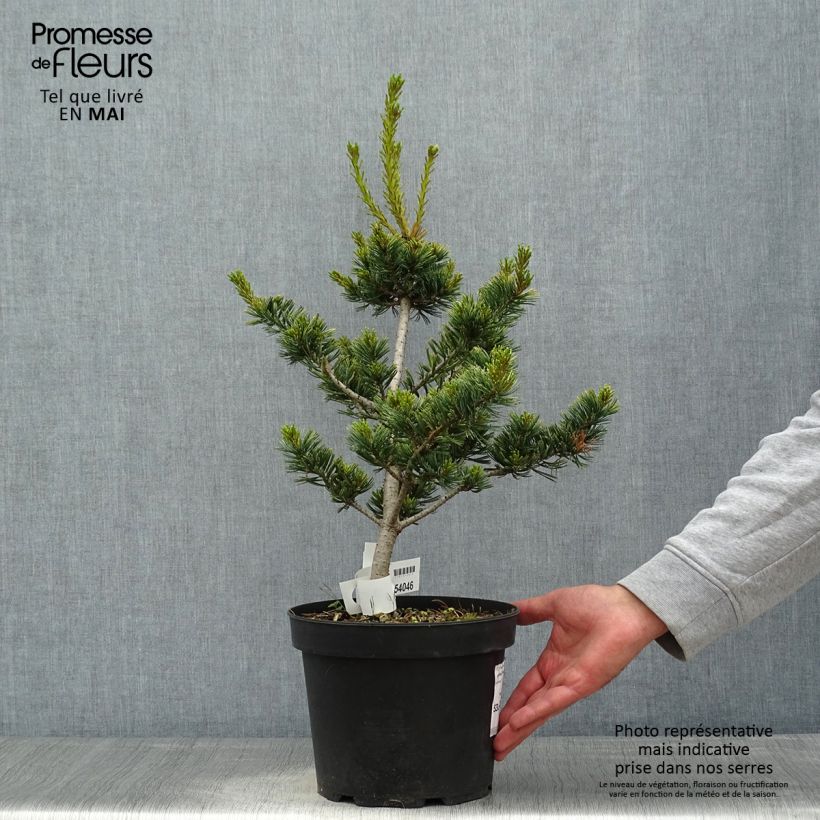 Pinus parviflora Fukai - Japanese White Pine sample as delivered in spring