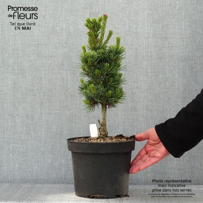 Pinus cembra Compacta Glauca - Arolla Pine sample as delivered in spring
