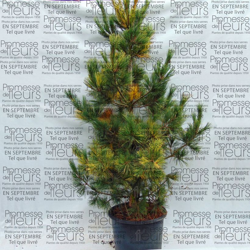 Example of Pinus peuce Aureovariegata - Macedonian Pine specimen as delivered
