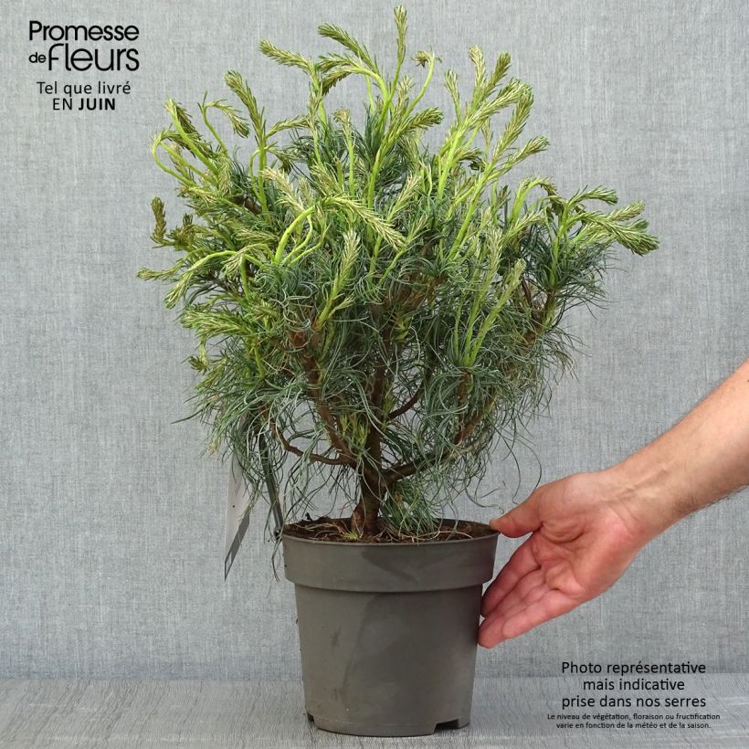 Pinus strobus Green Twist - Eastern White Pine 2L/3L pot sample as delivered in summer