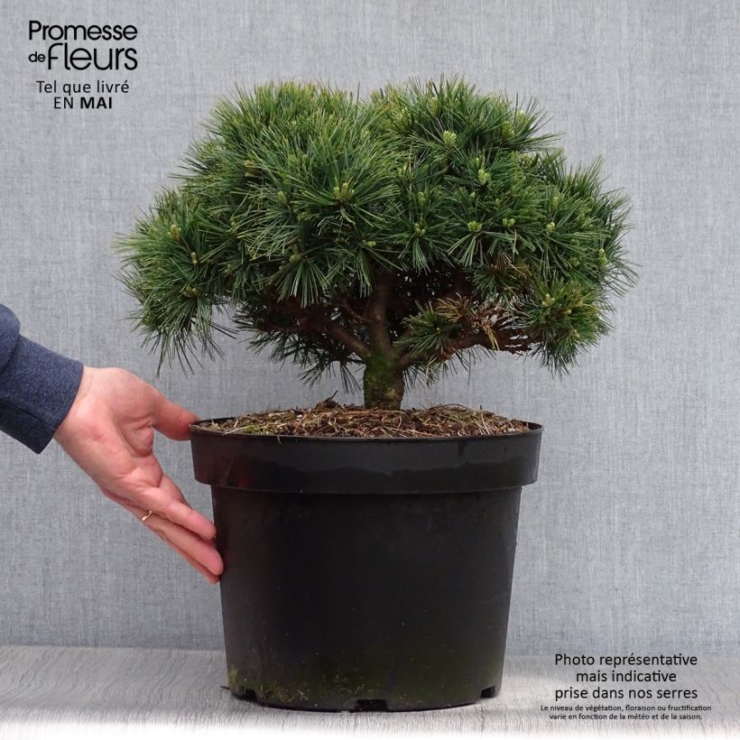 Dwarf Weymouth Pine - Pinus strobus Minuta sample as delivered in spring