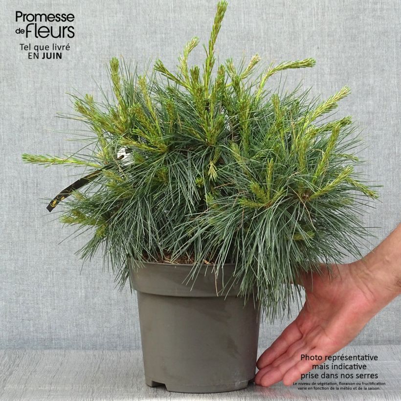 Pinus strobus Niagara Falls - Eastern White Pine 3L/4L pot sample as delivered in summer