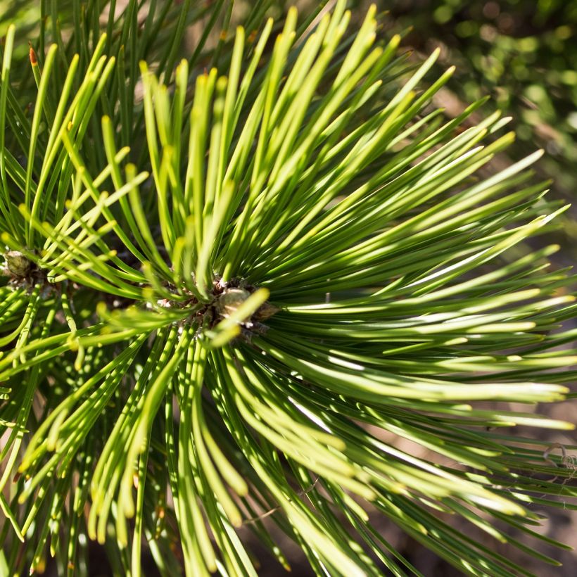 Pinus leucodermis Compact Gem (Foliage)