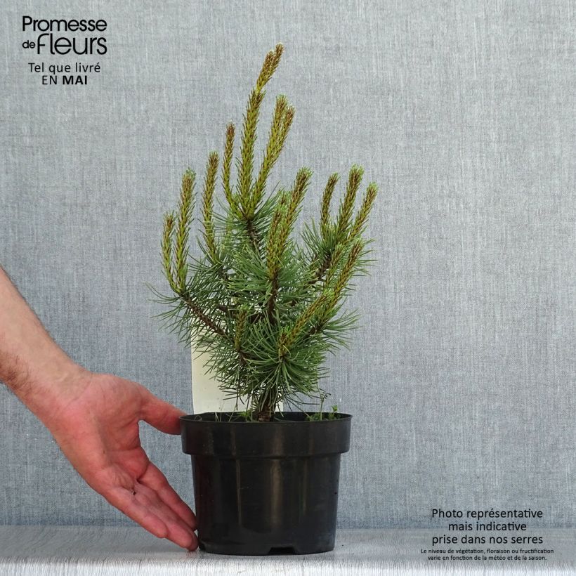 Pinus mugo Carstens Wintergold - Dwarf Mountain Pine sample as delivered in spring