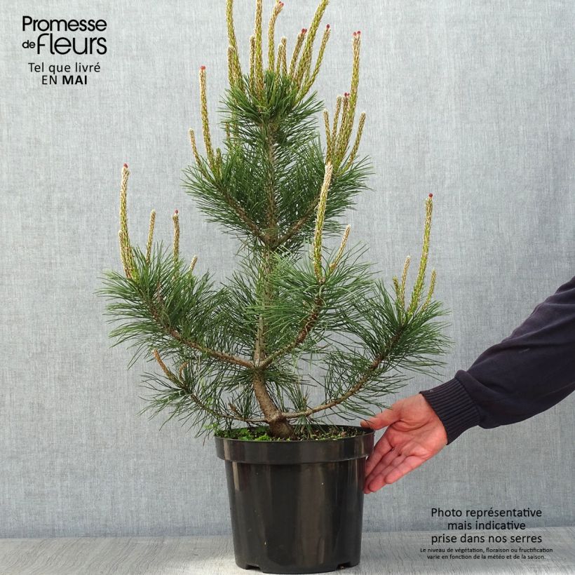 Pinus mugo Gnom - Dwarf Mountain Pine sample as delivered in spring