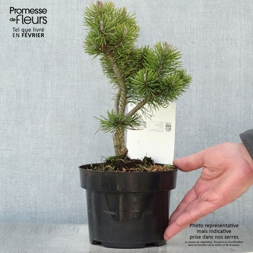 Pinus mugo Mops Gold - Dwarf Mountain Pine sample as delivered in winter