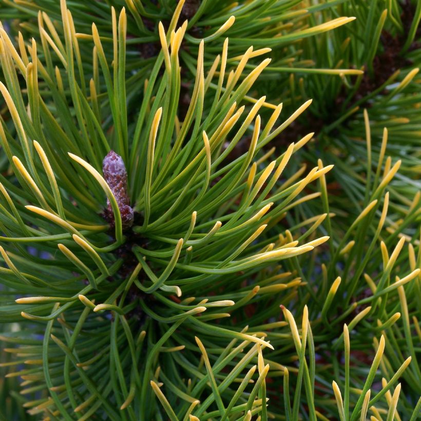 Pinus mugo Mops Gold - Dwarf Mountain Pine (Foliage)