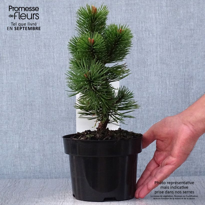 Pinus mugo Mumpitz - Dwarf Mountain Pine 2L/3L pot sample as delivered in autumn