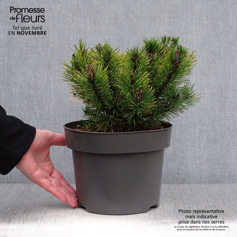 Pinus mugo Ophir - Dwarf Mountain Pine 2L/3L pot sample as delivered in autumn