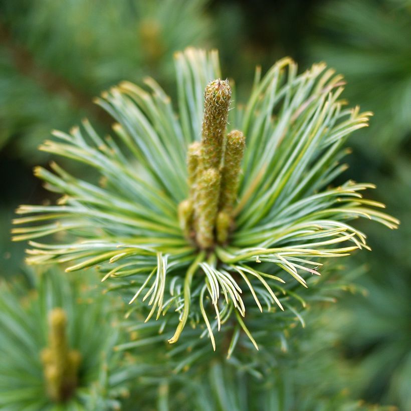 Pinus pumila Glauca (Flowering)