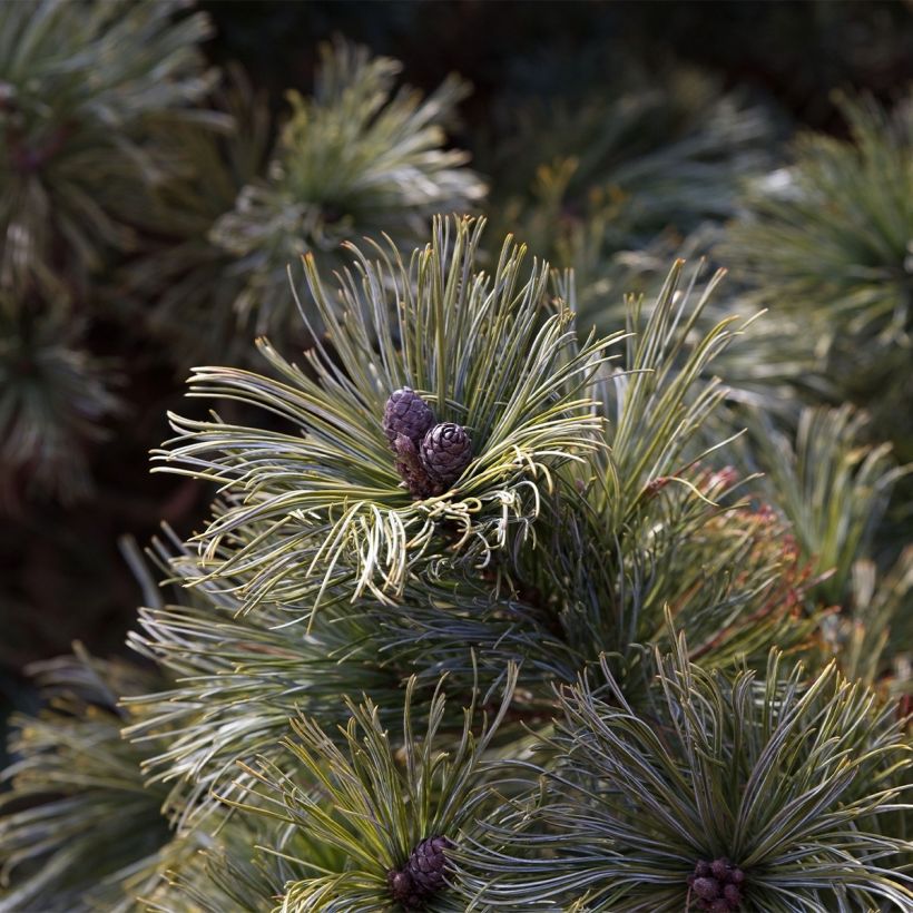 Pinus pumila Glauca (Harvest)