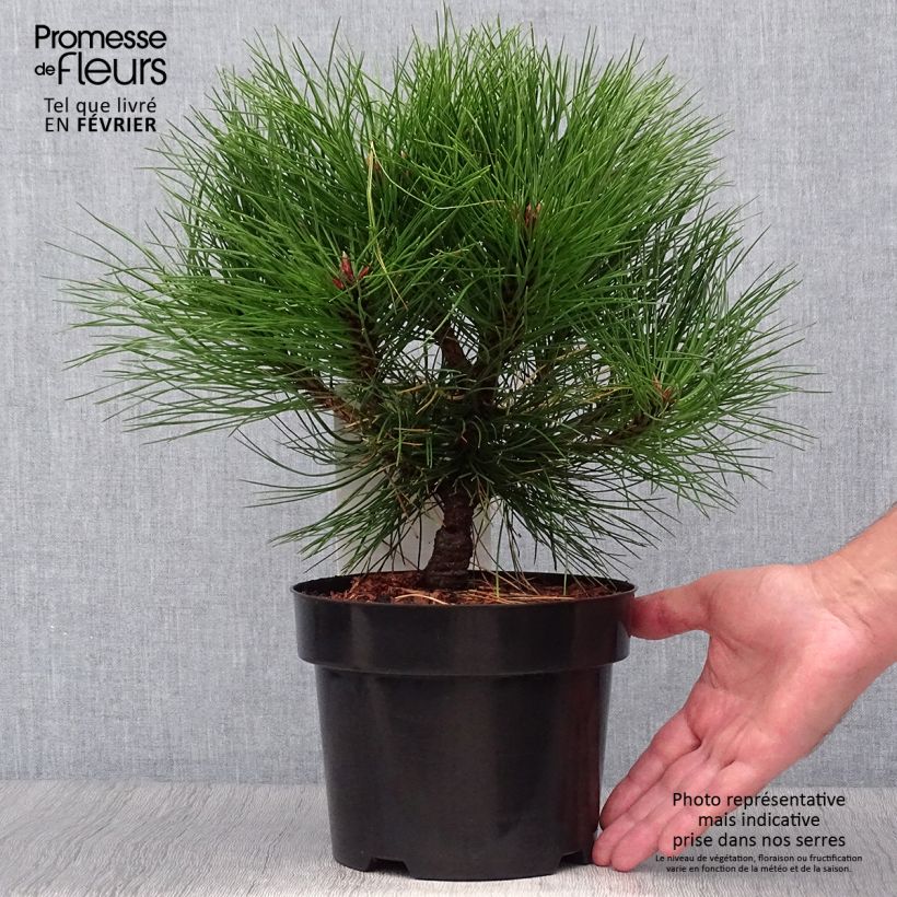 Pin noir - Pinus nigra Marie Brégéon en pot de 2L/3L sample as delivered in autumn