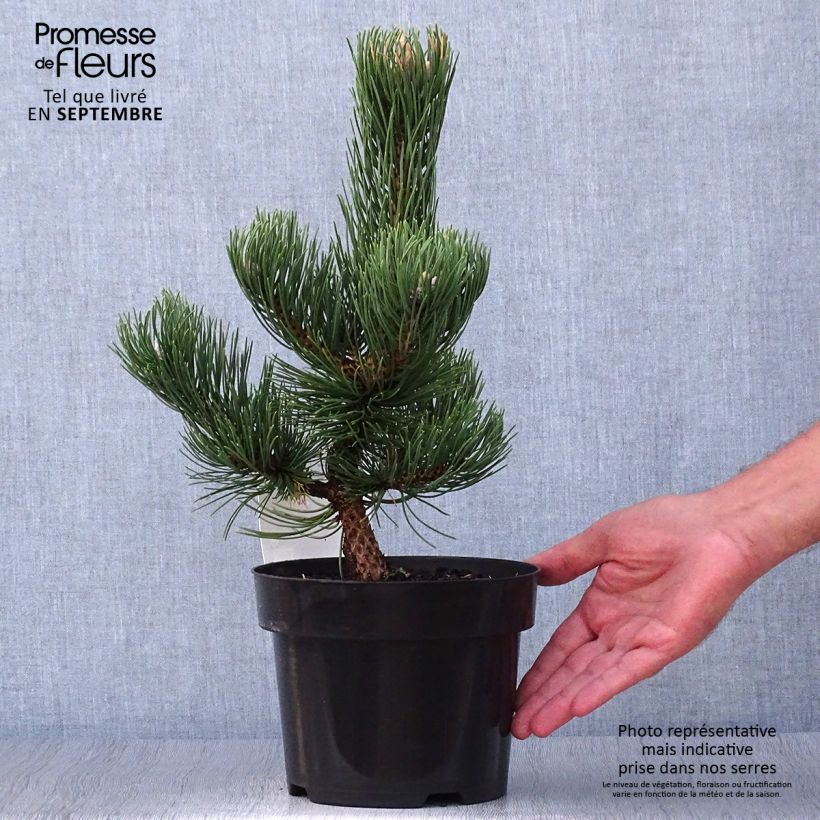 Pin noir - Pinus nigra Oregon Green en pot de 2L/3L sample as delivered in autumn